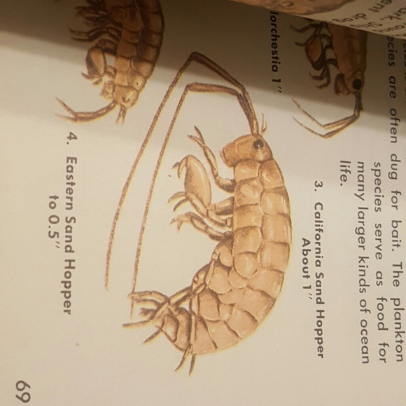 VINTAGE 1955 - A GOLDEN NATURE GUIDE - SEASHORES - Picture 10 of 11